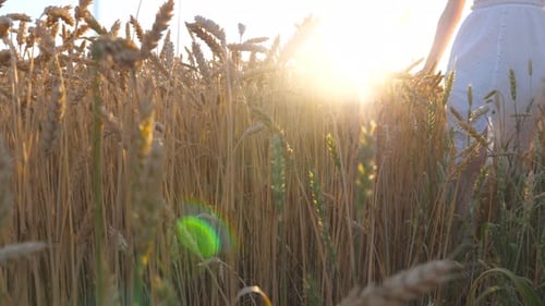 Unrecognizable Woman Walking Through Meadow Touching Ripe Ears View to Calm Nature Scene with Golden