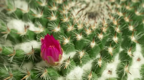 Blooming Pink Flower on Green Cactus Close Up