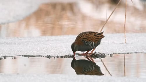 Water Rail Bird Drinking Water in Winter Landscape