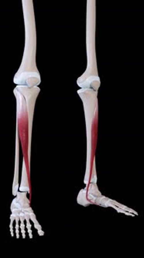 Tibialis Anterior Muscle Movement Vertical Video