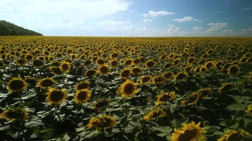 Sunflower field aerial view in Ukraine