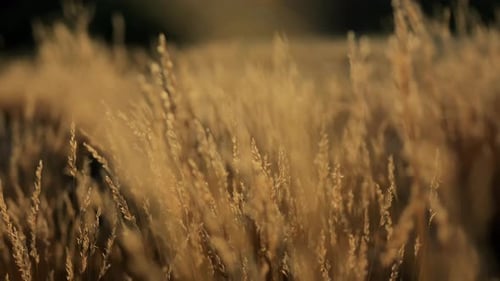 Golden Grass Blowing in the Wind at Sunset