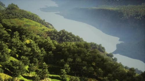 Luftaufnahme des Regenwald-Ökosystems und der gesunden Umwelt von oben