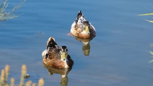 Ducks floating in the lake