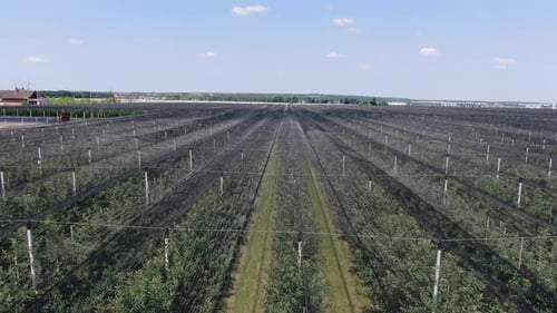 Drone shot of the big apple orchard with lots of trees and protection netting, 4k
