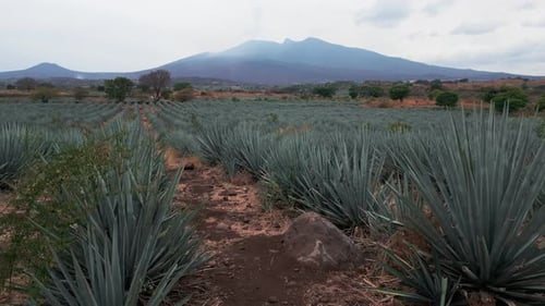 Aerial image of an agave field in Tequila, Jalisco 10