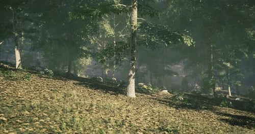 Tranquil Forest Landscape Featuring Tall Trees and Lush Greenery