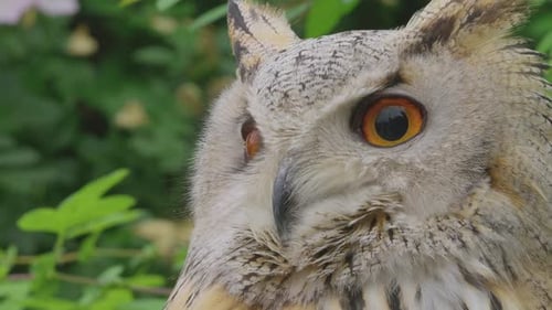 A beautiful, huge European Eurasian eagle owl gazing down from a tree branch. bubo bubo sibiricus