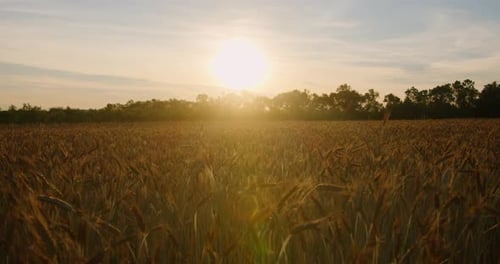 Camera moving away of the sun on a wheat field in the sunset rays or sunrise