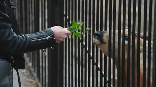 Man feed roe deer at zoo. Animal artiodactyl. Doe eat leaf in cage. People food.