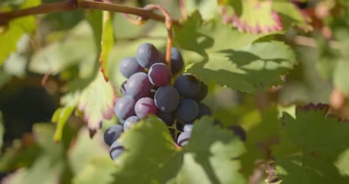 Close Up of Grape Bunch on Vine, Vineyard Bunch