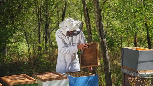 Beekeeper is working with bees and beehives on the apiary. Bees on honeycomb. Frames of a bee hive.