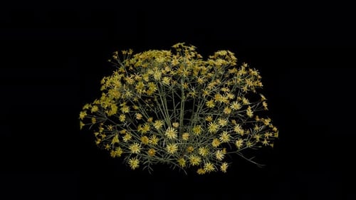 Threadleaf Ragwort soplando en el viento. Animación en bucle. Canal alfa