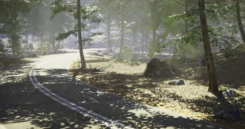 Winding Road Through Lush Forest with Dappled Sunlight and Rocky Terrain