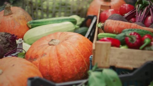 Close Up of Fresh Autumn Vegetables Harvested from Garden