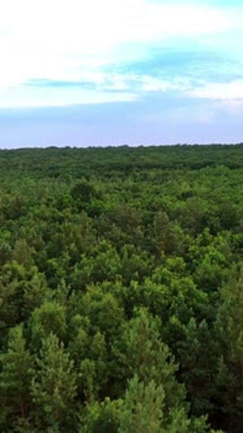 Natural aerial view of a beautiful green forest. Flying over pine tree forest in summer.