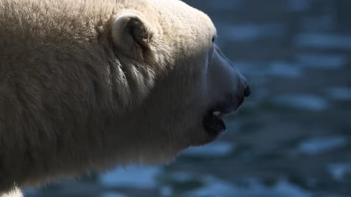 Beautiful Portrait Footage of Polar Bear in Nature Landscape Near Cold Water of Ocean Swimming in