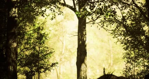 Sunlight Filtering Through Lush Trees Creates a Serene Forest Atmosphere