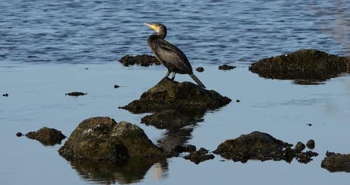 Grandes cormoranes de la Camarga, Francia.