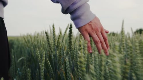 Male Hand Touching Green Wheat on Field during Spring while Walking
