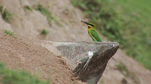 Un oiseau coloré mange ses proies dans son habitat naturel.