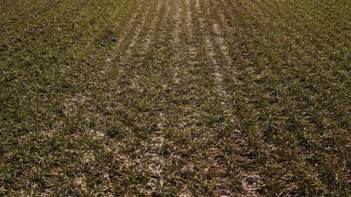 Young Sprouts of Wheat on the Field and Land Out of Crop Drone Shot Above Fields of Wheat Rural Farm