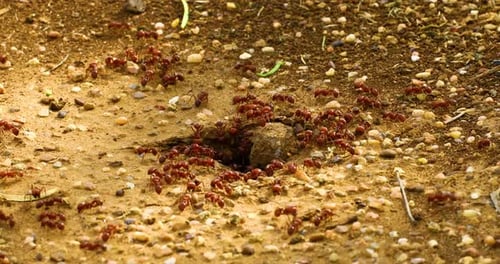 Busy Red Ants Working Around the Entrance of Their Anthill