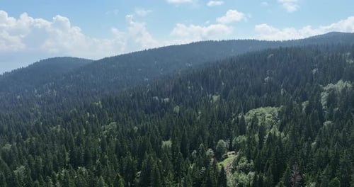 Lush Evergreen Forest Aerial View on Sunny Day