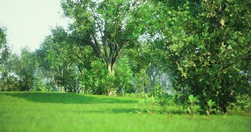 Green Landscape with Lush Trees and Grassy Area in Bright Daylight