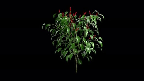 Rote Chilipflanze, die sich im Sommerwind bewegt, realistische Animation
