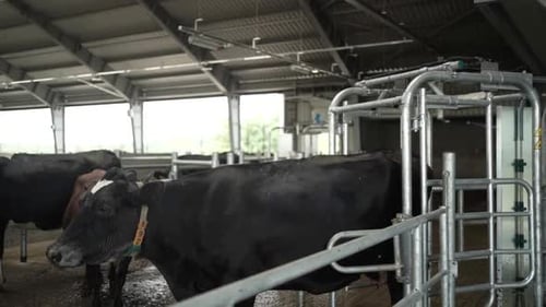 Cows on a diary farm eating. Cattle of cows