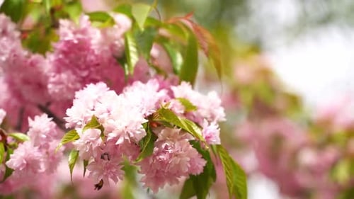 Pink Cherry Blossom Sakura Spring Blossom of Trees and Nature