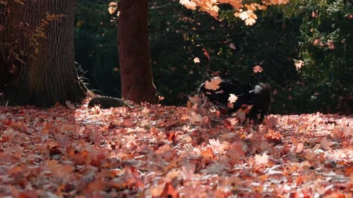 Slowmotion shot of a Border Collie dog running for the ball in a park in autumn with red leaves on t
