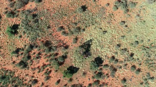 Aerial view of African savannah with scattered trees and grasses on red kalahari sand, southern Afri
