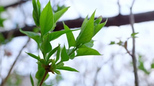 Frühlingszweig grüner Bäume, die im Wind schwanken. Eine grüne Pflanze, die hineinwächst