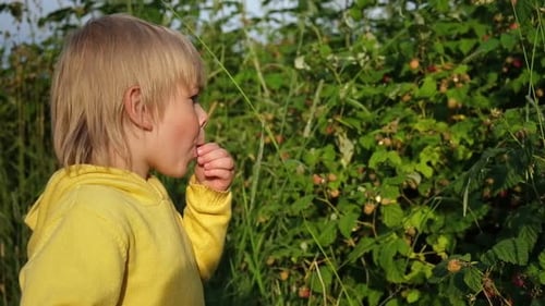 Cute Blond Boy Eating Raspberry in the Forest