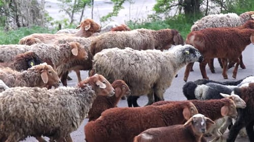 Mixed-breed sheep herd walking down rural road