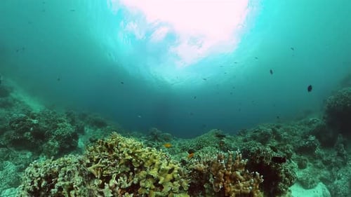 Vibrant Coral Reef Ecosystem Underwater