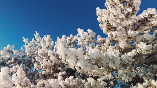 Winterlandschaft mit schneebedeckten Bäumen unter klarem blauem Himmel