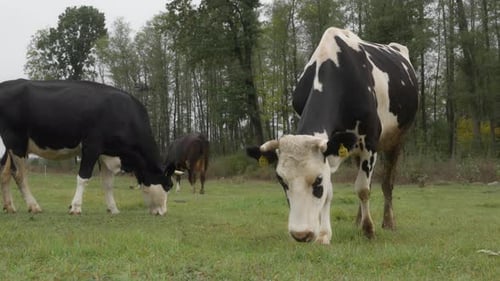 Herd Holstein dairy cows graze in the field. Cattle are grazing in the pasture.
