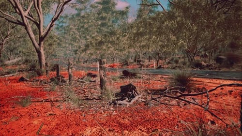 Scenic Australian Bushland with Red Earth and Gum Trees