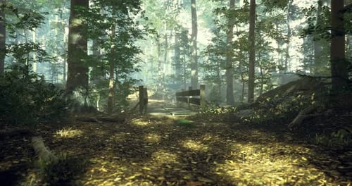 Sunlight Filtering Through Trees in a Serene Forest Path During Morning Hours