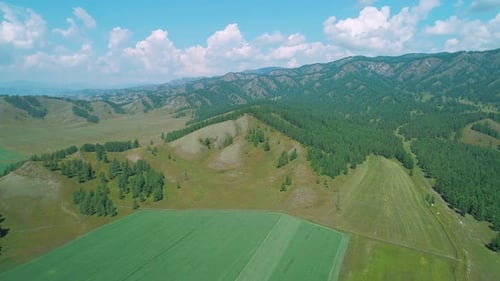Aerial of Green Fields and Meadows in Highlads of Altai Region Russia Beautiful Summer Landscape