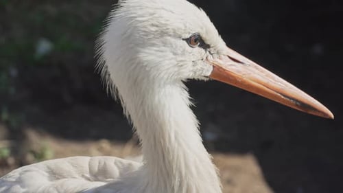 Close up head of a white stork with a large beak looks around in the park. Protection of birds