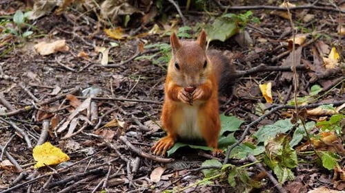 Grey or Red Squirrel (Sciurus Carolinensis) Feeding on Hazelnuts in Early Autumn in a City Park