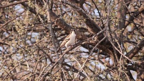 The white-browed sparrow-weaver is a predominantly brown, sparrow-sized bird