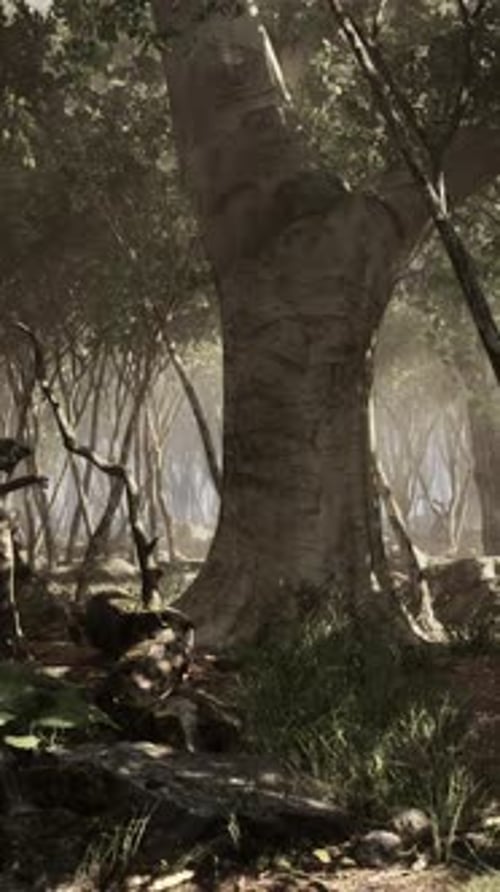 Wilderness Landscape Forest with Trees and Moss on Rocks
