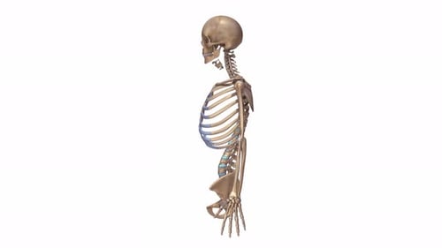 Das menschliche Skelettsystem mit detaillierten Knochenanatomiestrukturen