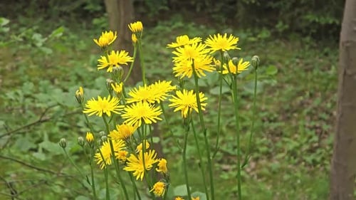 Yellow dandelion flowers in the garden. Selective focus.