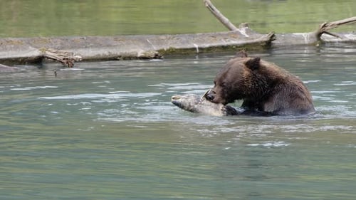 Brown bear in calm, deep river bites dead salmon but doesn't eat it